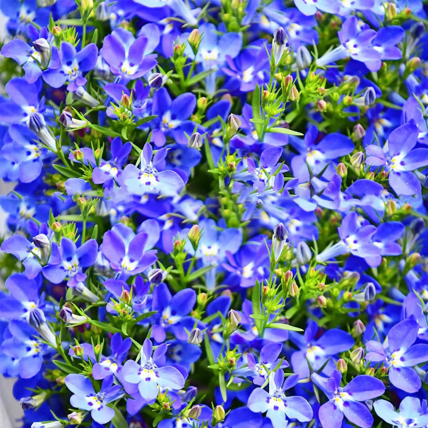 1000 Pcs Blue Creeping Thyme Seeds for Planting, Thymus