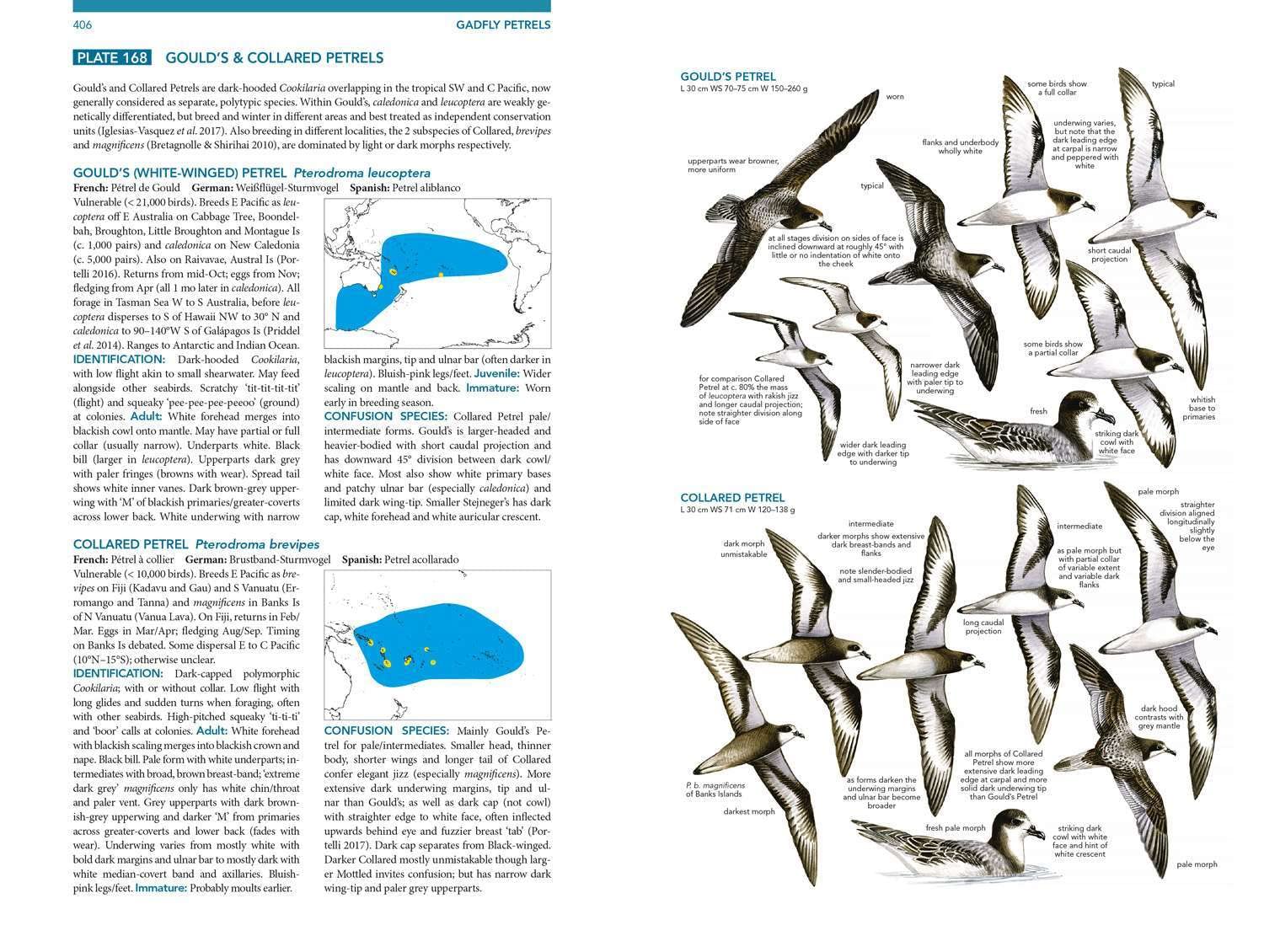 Seabirds. The New Identification Guide