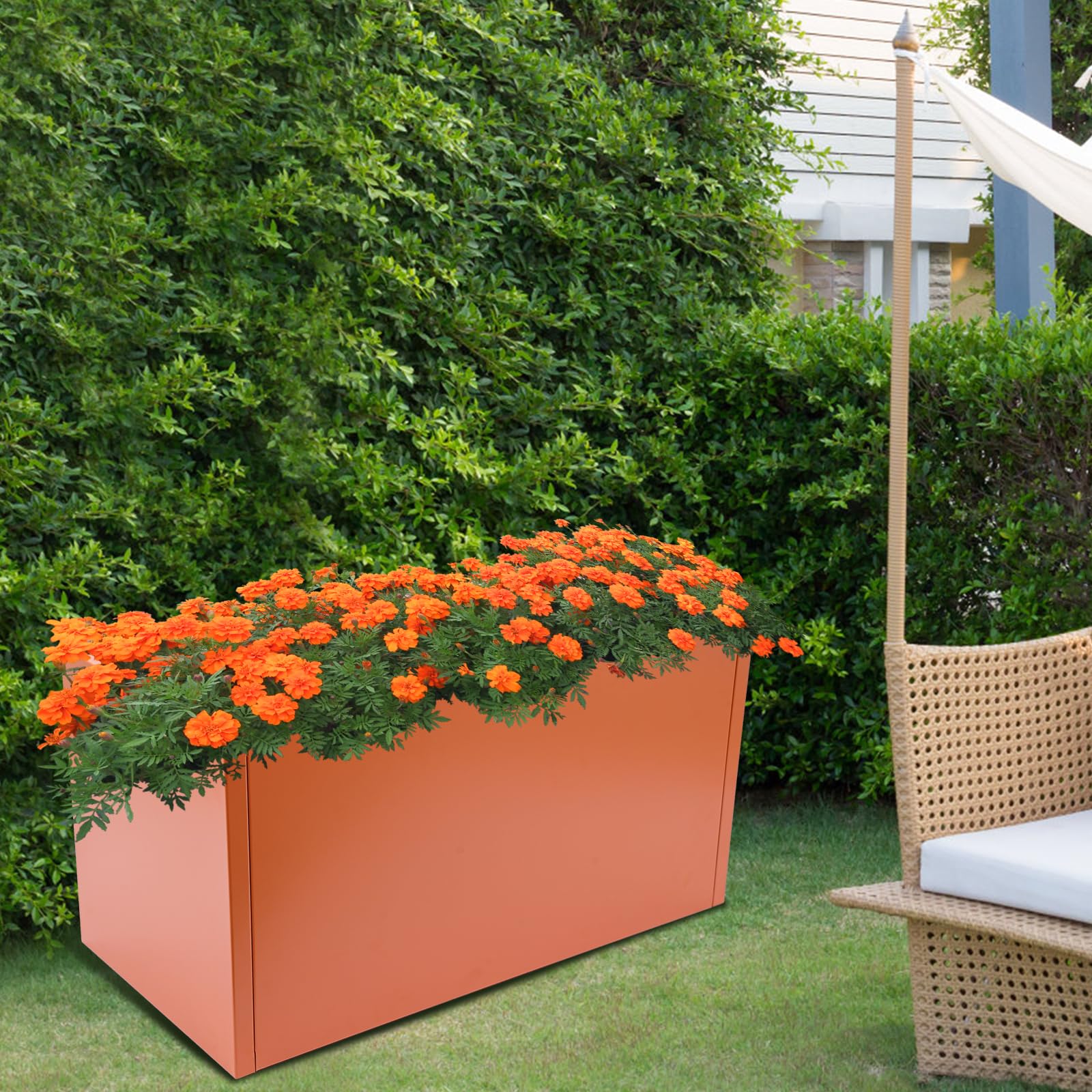 balkon olivenbaum Olivenbaum Gartenpflanze 24cm 160cm Balkon Terrasse kaufen