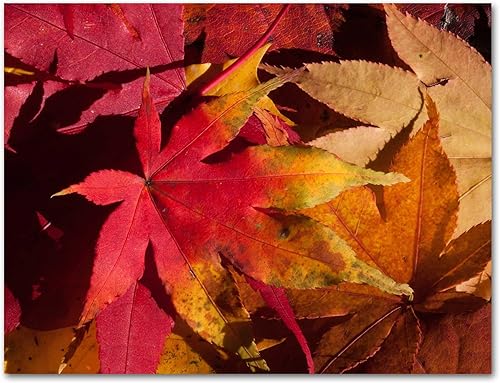 Miniatura 7 de Small World Greetings Tarjetas de hojas de otoño, 12 unidades, interior en blanco con sobres, tamaño A2 (5.5 x 4.25 pulgadas), Acción de Gracias,