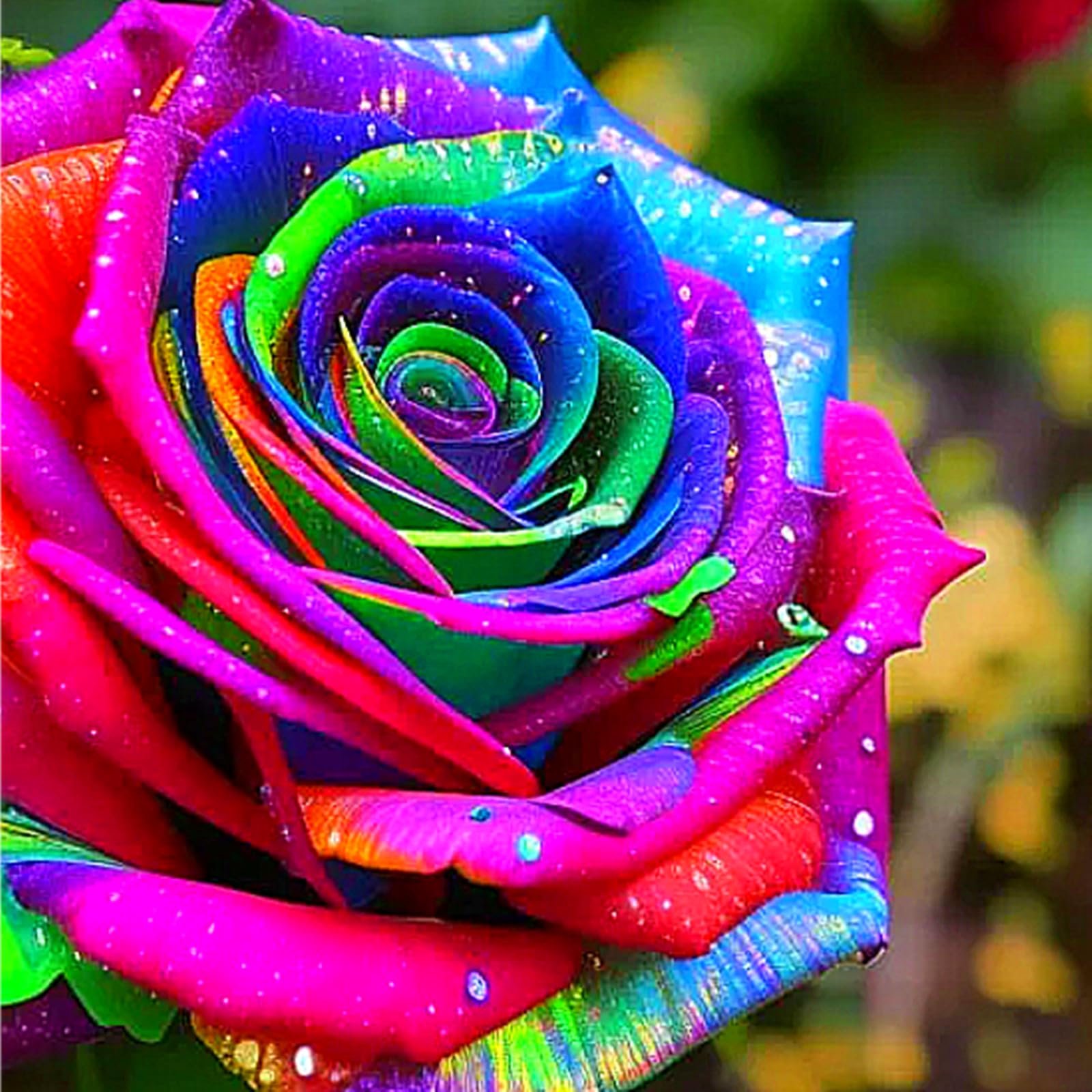 Rose for Planting, Golden Jade Carving, Rose Bulbs, Strong Plants That Grow Well Mix-5bulbs-u