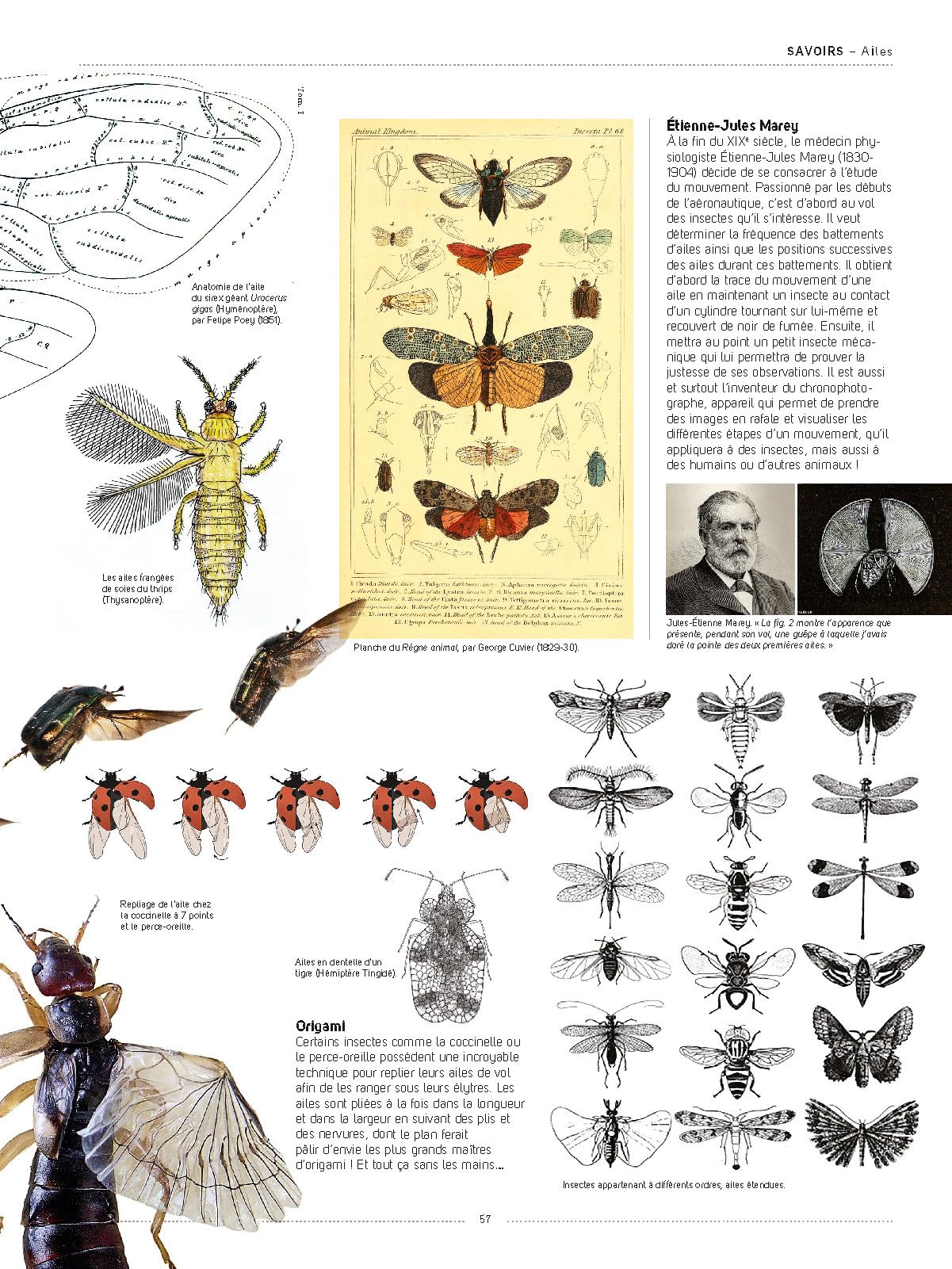 Insectes: Tous les savoirs, toutes les histoires, tous les pouvoirs, tous les espoirs…
