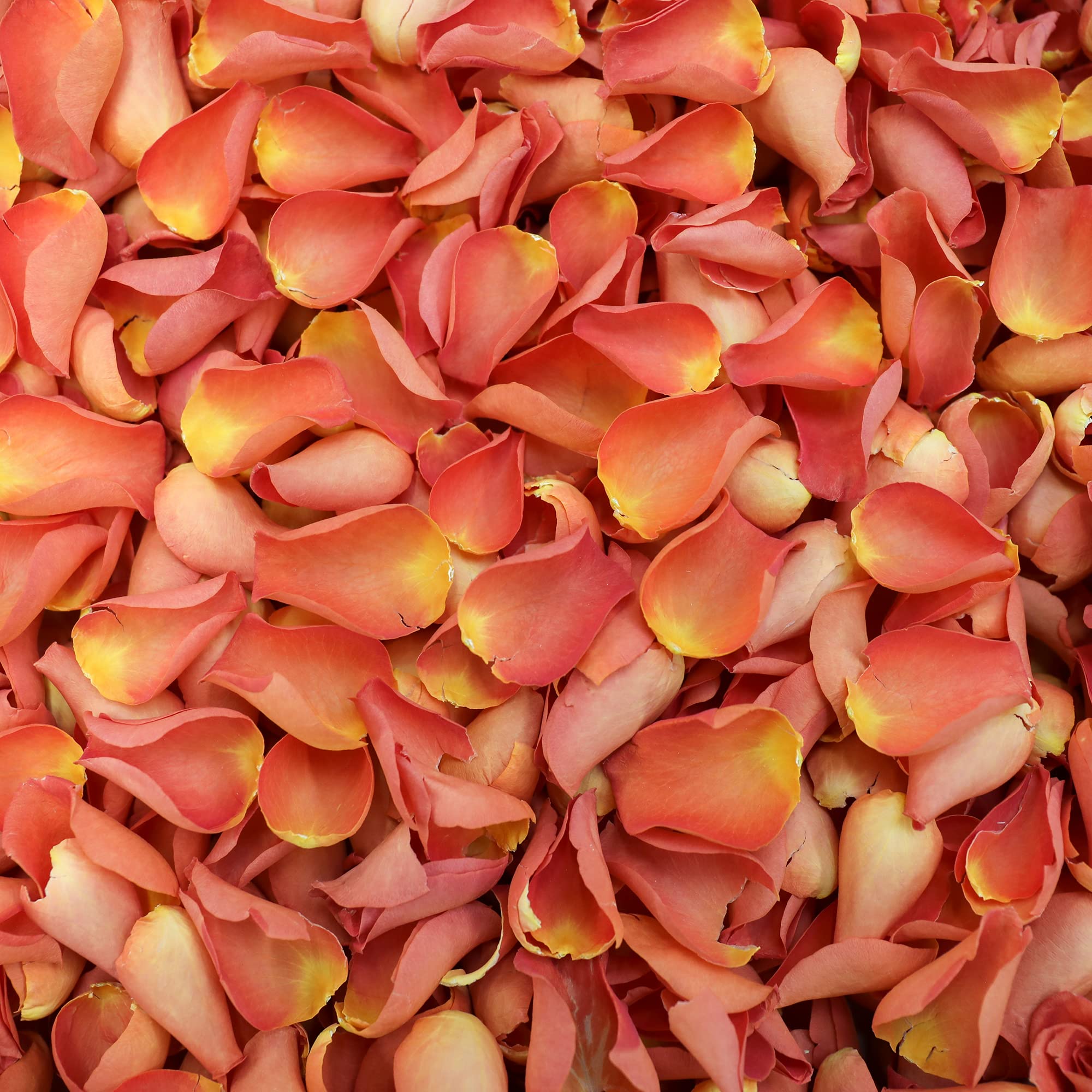 Biologisch abbaubares Konfetti aus Rosenblätter, Blütenblätter, für Hochzeiten, burnt orange, 2 Liter
