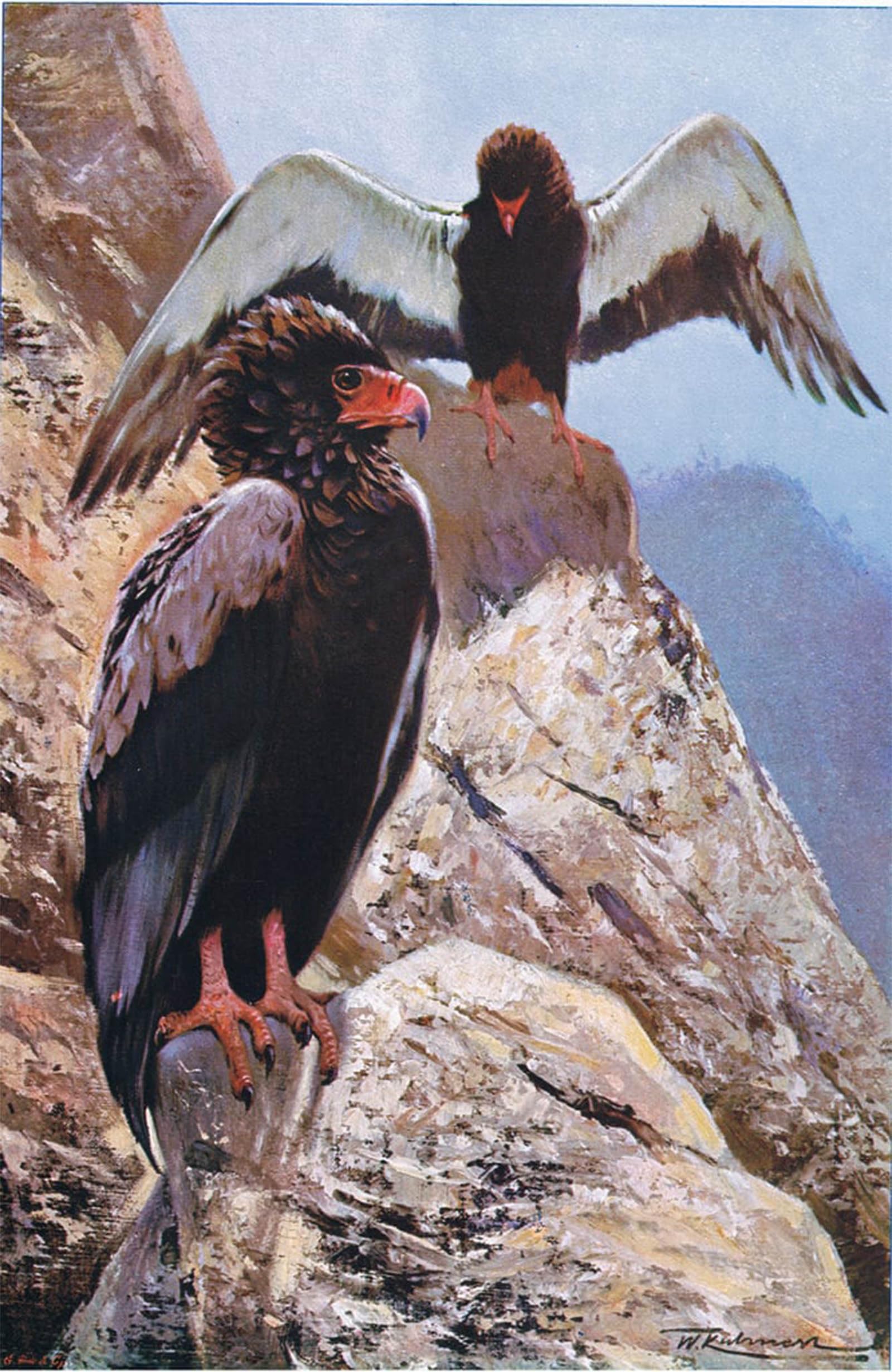 POSTERIIk Famous Animal Posters Vintage Picture Bateleur Animal Illustration Fromwildlife of the World by Wilhelm Kuhnert Modern Wall Decor for Home Decor 60x90cm