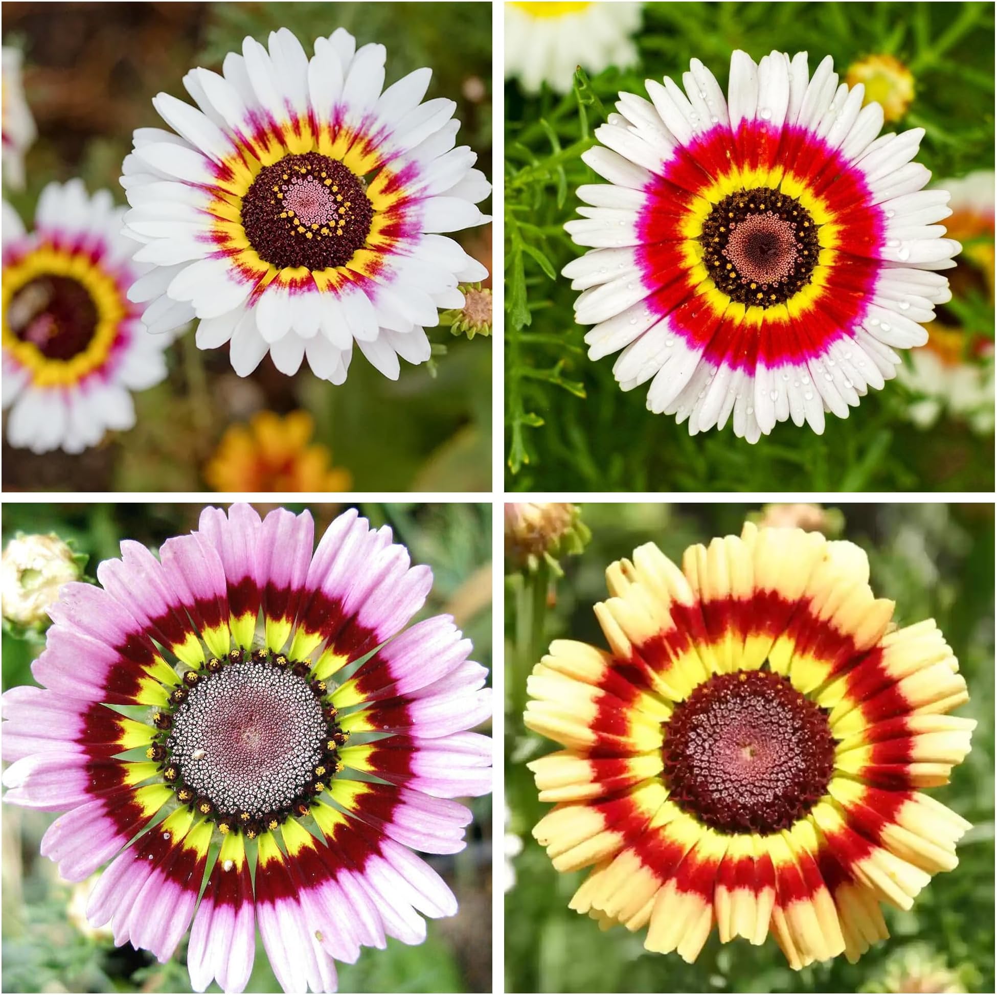 1000+ Perennial Painted Daisy Rainbow Mix Flower Seeds for Planting Outdoors-Chrysanthemum Carinatum Flower Garden Seeds Fragrant Butterfly