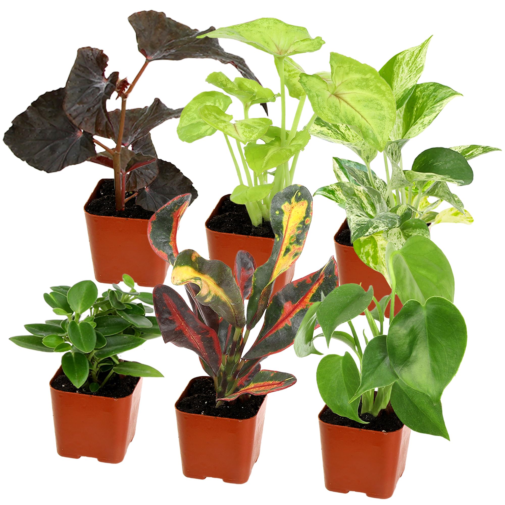 Amazon.com : Altman Plants Live Houseplants (6PK), Indoor Plants