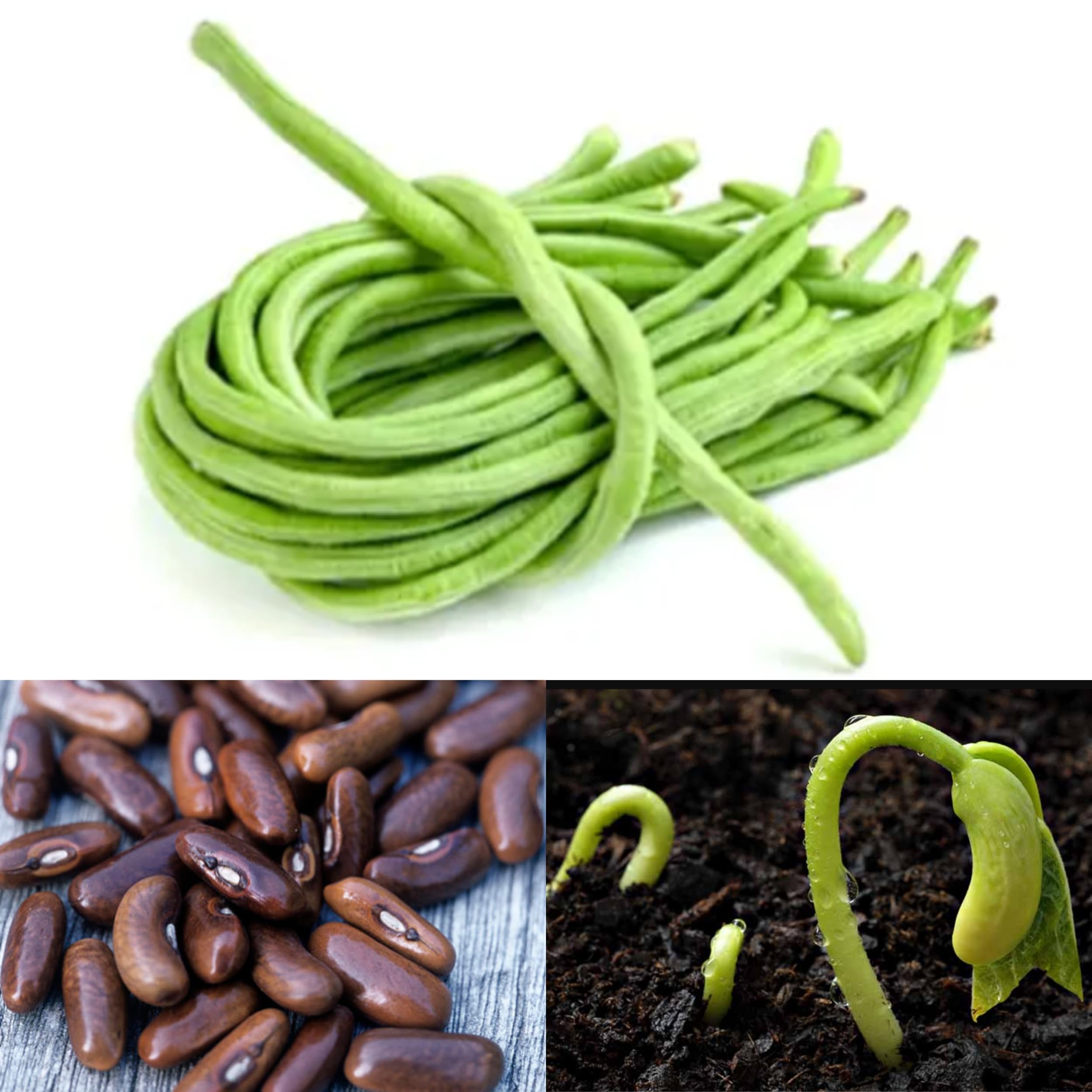 Healthy harvest Long Siam Beans, Green phali Organic French String Chawara beans,vegetable seeds for home gardening pots (B08FCQYG1W) Amazon Price History, Amazon Price Tracker