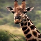 hotmail se connecter msn No Ads Animated Giraffe Live Wallpaper