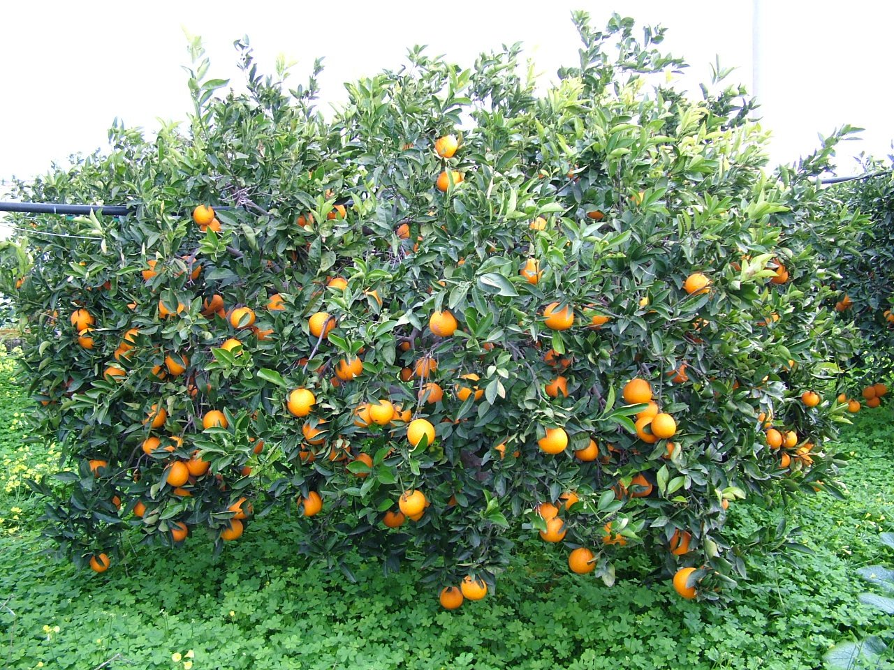 Comprarance - ARANCE Bionde - Varietà Navel di Prima Scelta - Cassetta 1 x 17 kg peso netto