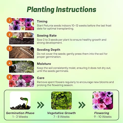 Miniatura 4 de Outsidepride Semillas de petunia multiflora veteadas, 1000 unidades. Semillas anuales, compactas, de flores para plantar, flores vibrantes, ideales