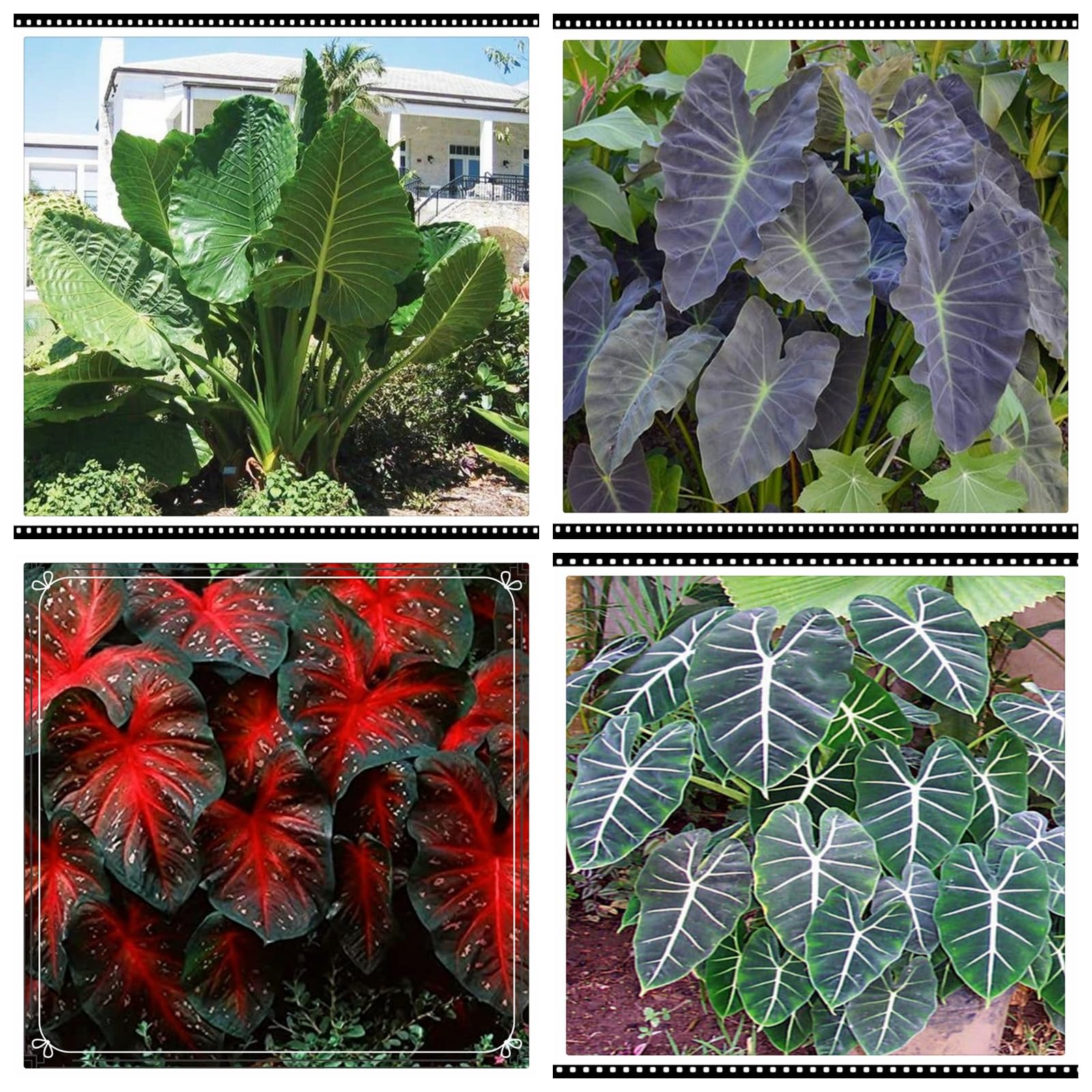 Elefantenohr pflanze knolle keimanleitung,Elefantenohr pflanze gro  zimmerpflanze,Pflanzung im Sommer,Geeignet fr die  Sommerbepflanzung-10zwiebeln,A : Amazon.de: Garten