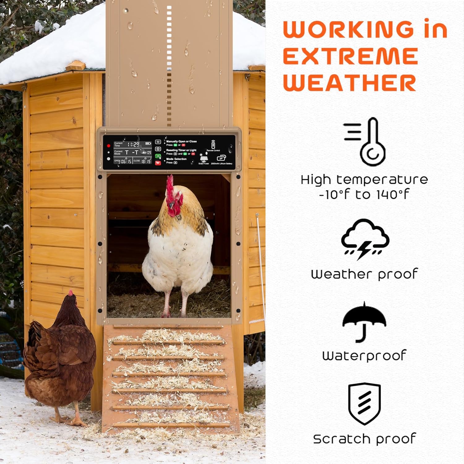 Asfrost Automatic Chicken Coop Door demonstrating anti-pinch function with a chicken and chicks