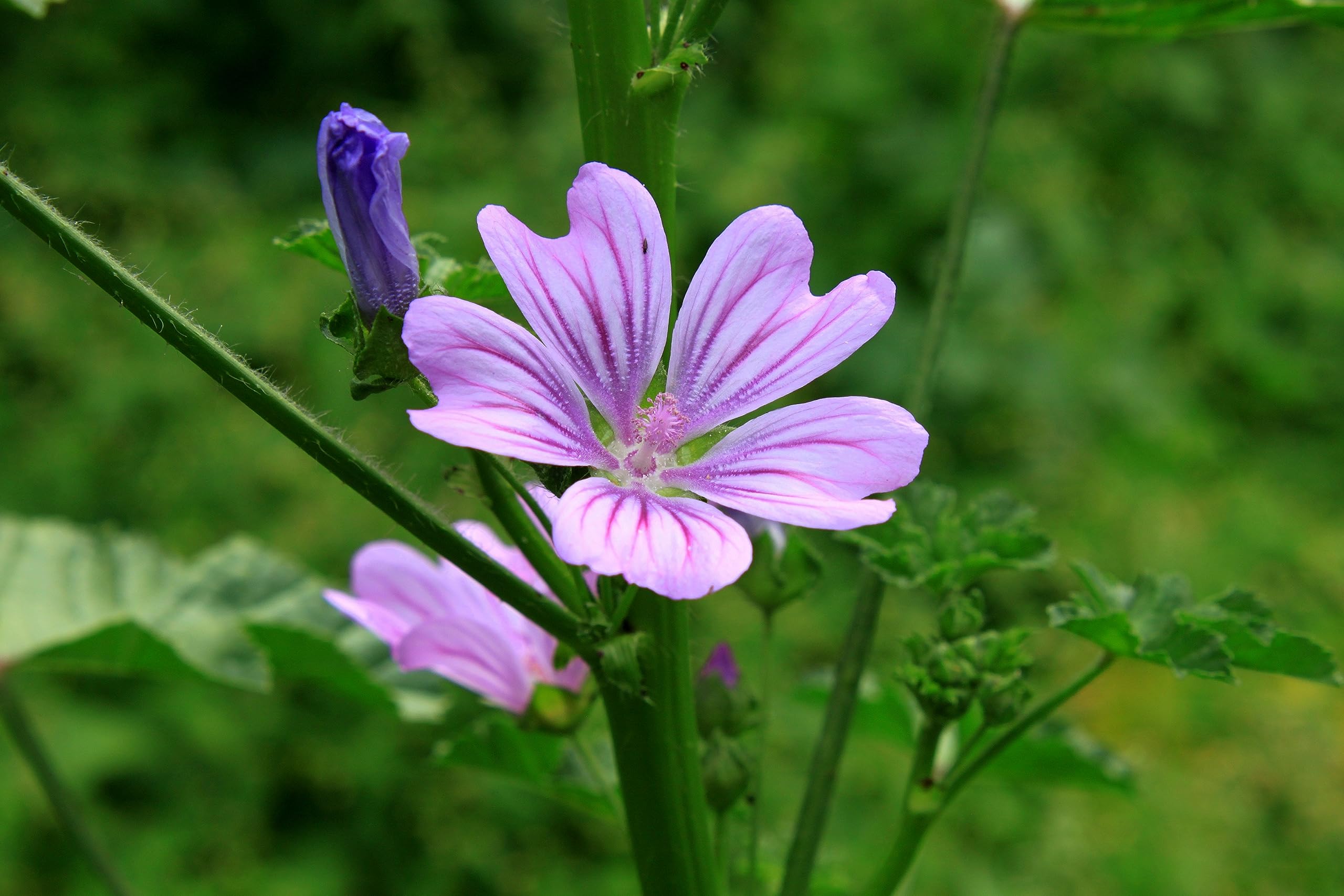 Wild Flower Common Mallow Malva sylvestris 200 Seeds Pink Flowers Garden