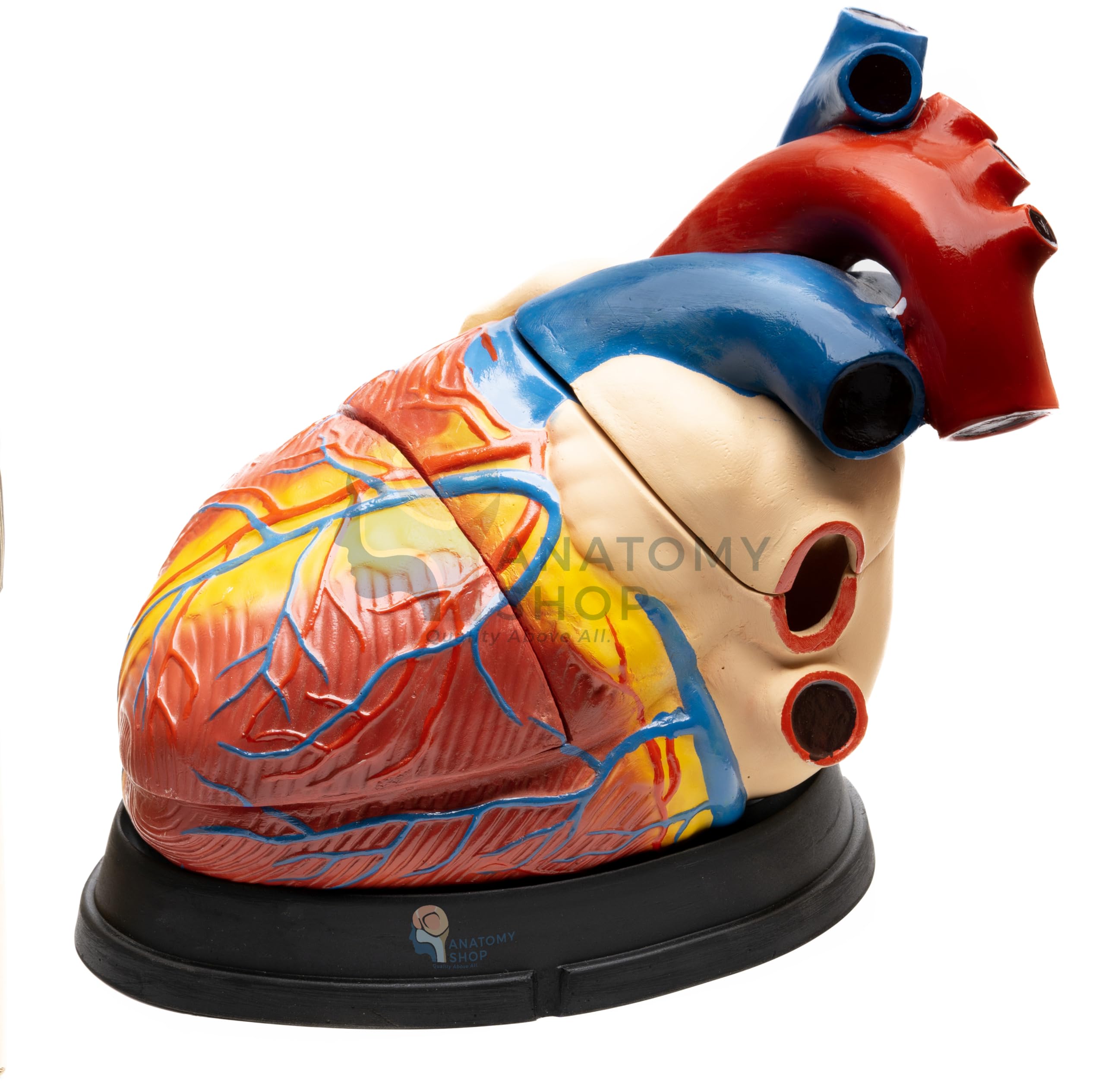 Myaskro - Heart Model (Giant Size) Dissectible Into 3 Parts (B0CL3KWJX9) Amazon Price History, Amazon Price Tracker