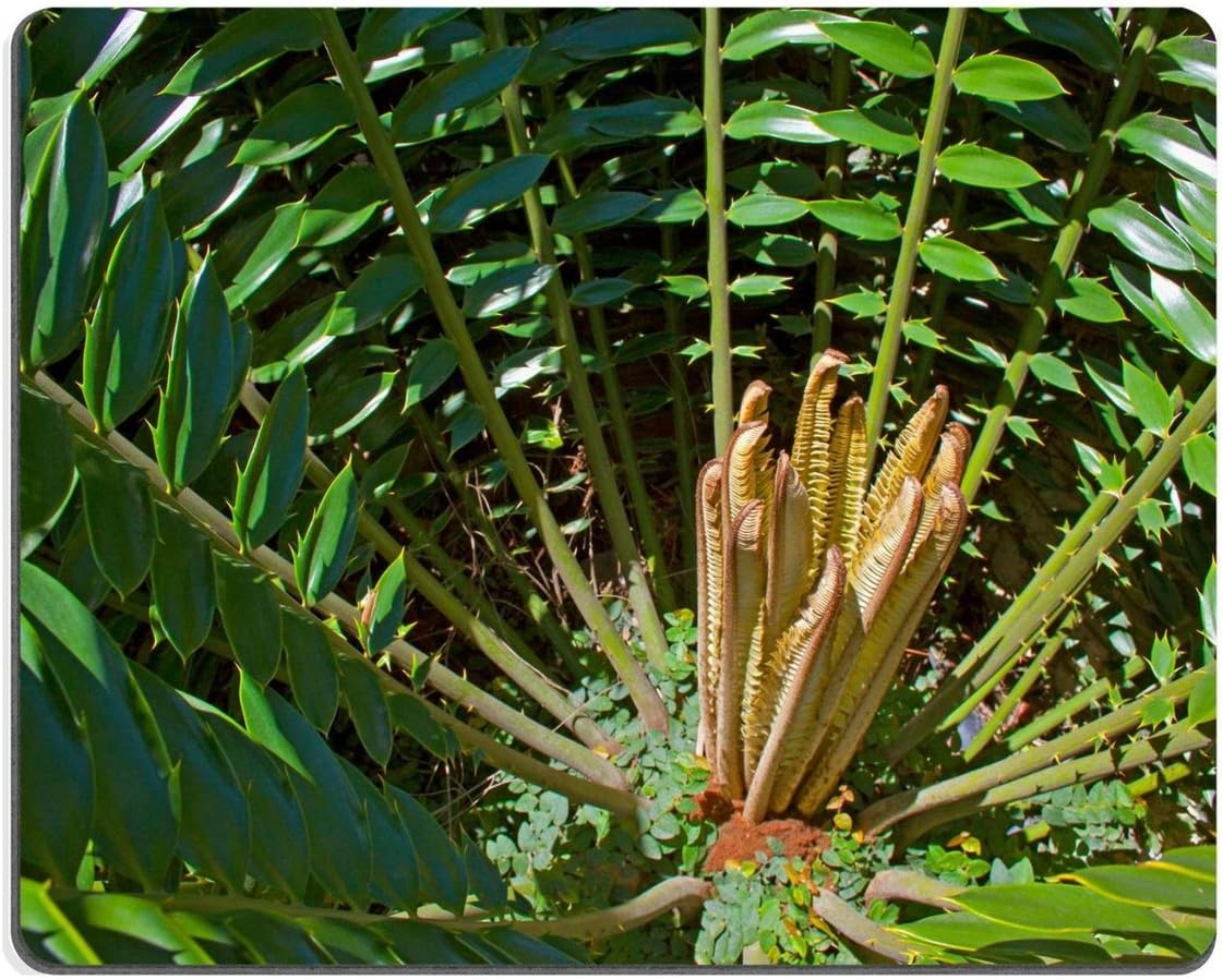 Smoomfly Mouse Pad Natural Rubber Mousepad abstract close up of new circle leaves on a cycad plant Image ID 23446556