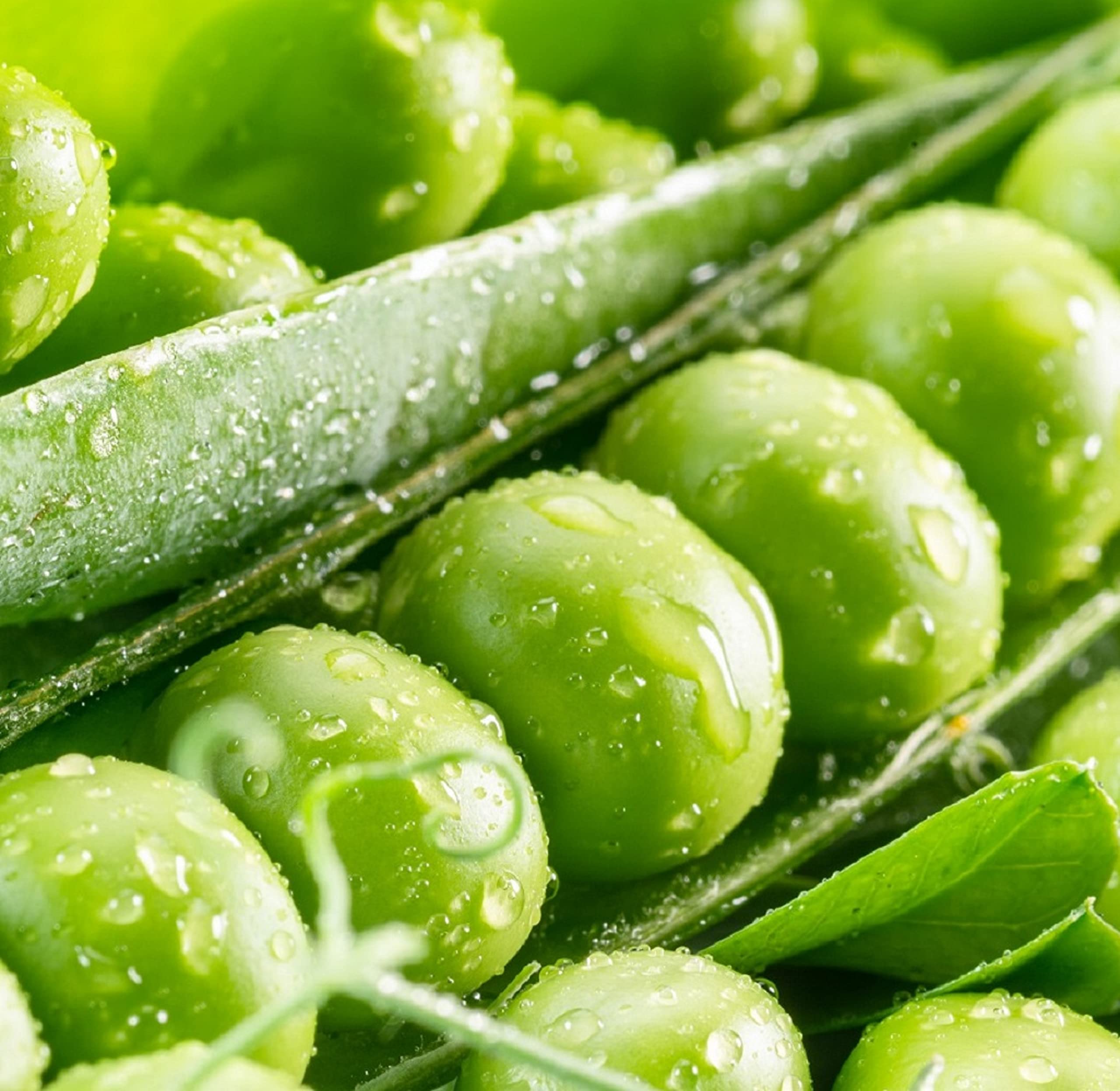 Mammoth Melting Sugar Pod Pea by Axel's Garden Seeds
