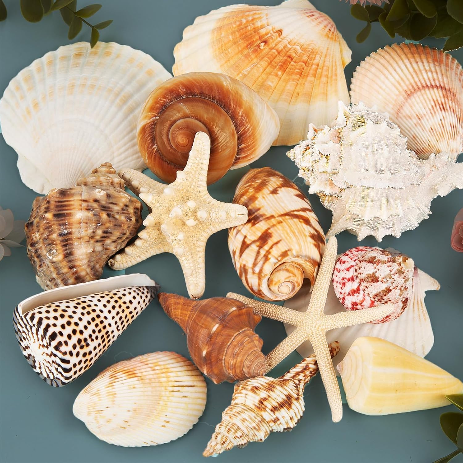 Conchiglie marine per decorare 15 conchiglie grandi a forma di stella marina per feste in spiaggia, riempitivi per vasi, decorazioni per la casa, artigianato fai da te, bagno, decorazioni per acquari