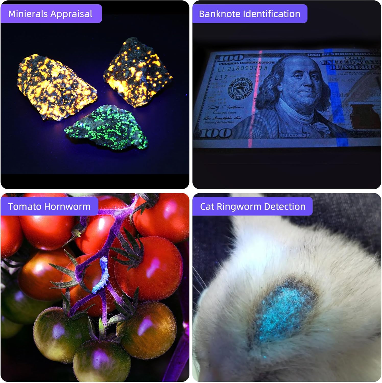 A collage of four images showing different applications of the UV flashlight: minerals appraisal, banknote identification, finding a tomato hornworm on plants, and detecting cat ringworm.