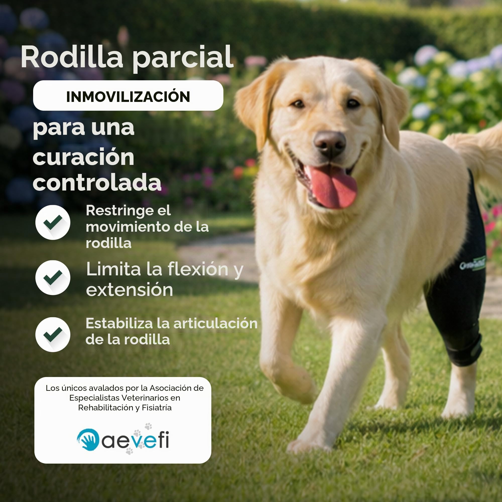 Ortocanis - Inmovilizador de Rodilla para Perro - Rodillera para Pierna Izquierda - Lesiones, Rotura de Ligamentos, Luxación de Rótula y Postoperatorio - Neopreno Especial - Talla: L de 33 a 36 cm