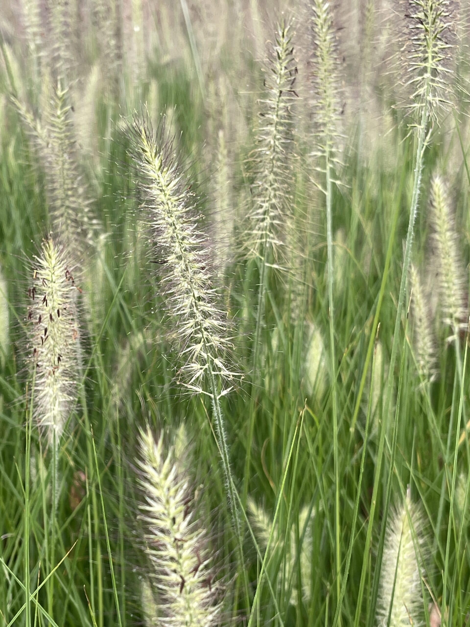 6x Pennisetum alopecuroides, Pennisetum alopecuroides, Pennisetum alopecuroides - Pennisetum alopecuroides 'Reborn' | 9x9 cm pot