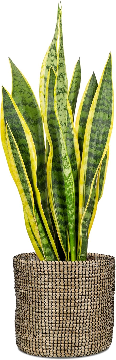 Scheurich Wicker Seagrass Basket Planter, Black, 24cm