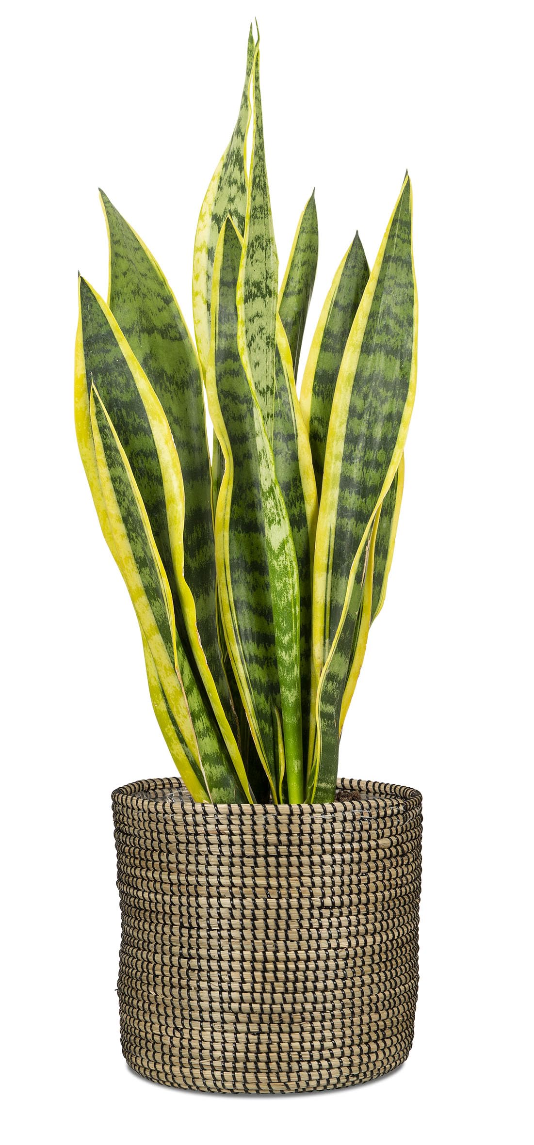 Scheurich Jonc de mer 32 - Pot en Osier - en jonc de mer - Couleur : Noir - Diamètre : 32 cm - Hauteur : 30,5 cm - Volume : 26,9 l