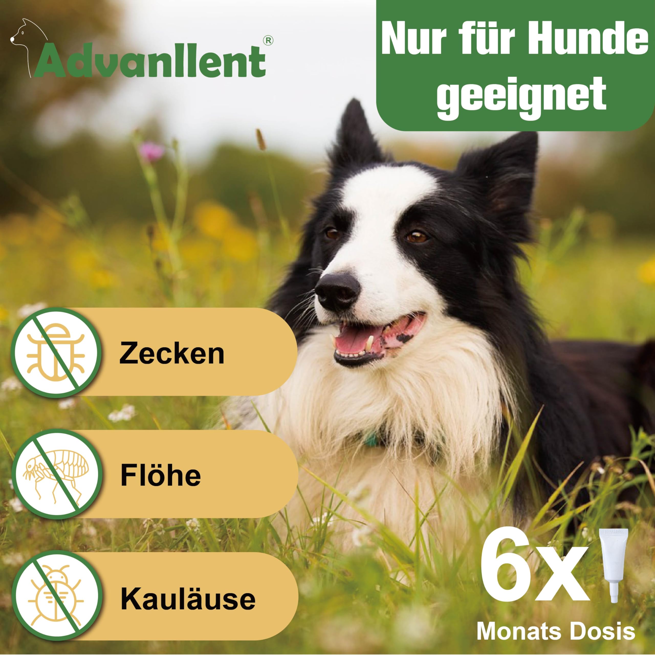 Zeckenschutz für Hunde 6 Pipetten, Spot On Hund, Zeckenmittel für Mittlerer Hunde 10 bis 20 kg, Hunde flohmittel entwurmungsmittel für Hunde, gegen Flöhe & Zecken