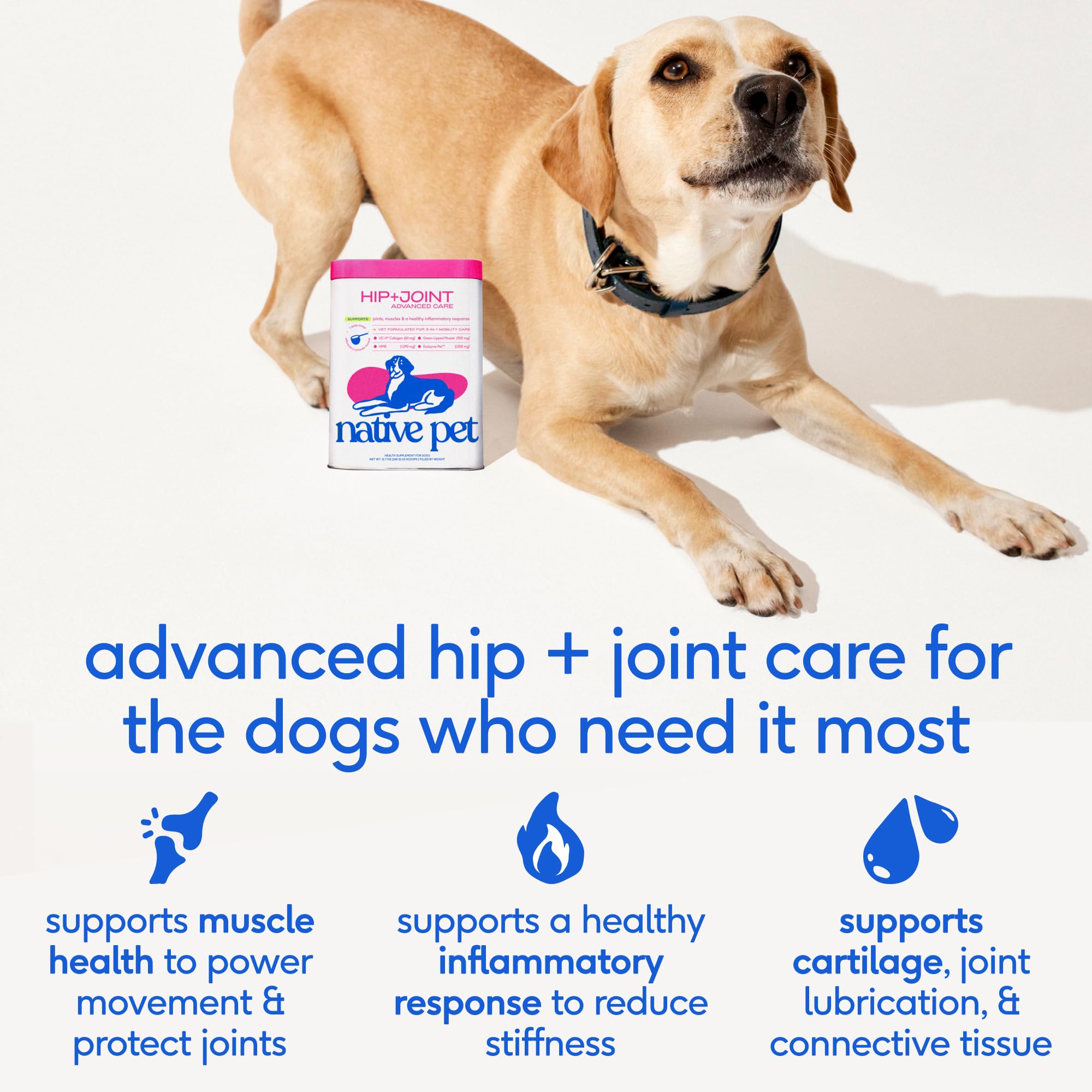 Native Pet Hip & Joint Advanced Care Dog Joint Supplement Powder for Mobility & Movement Support, Joint Supplement for Dogs with HMB, UC-II Collagen, Green Lipped Mussel & Hyaluronic Acid – 30 Scoops - image 2