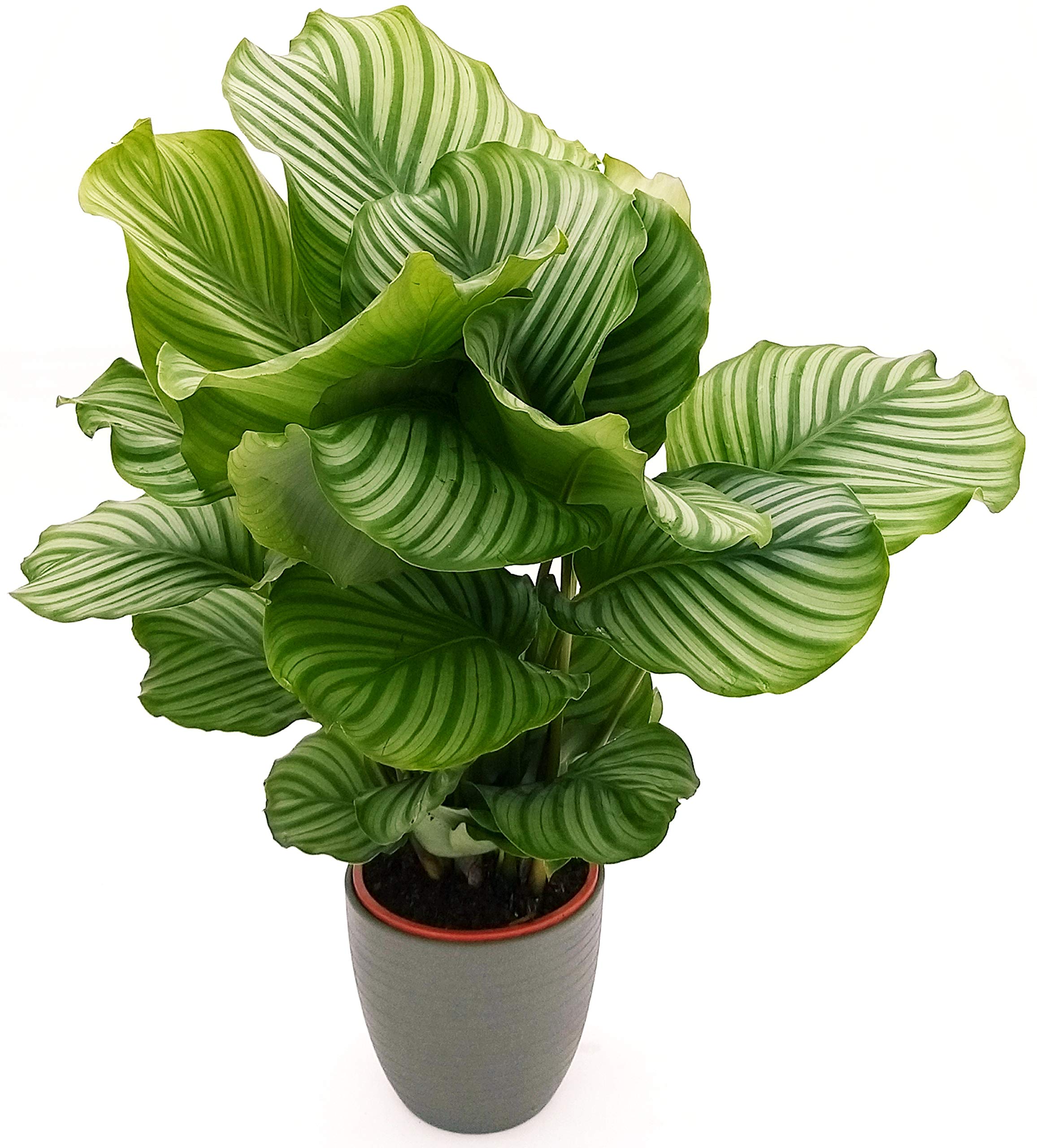 big calathea 3-5 FT Peacock Plant (Calathea)