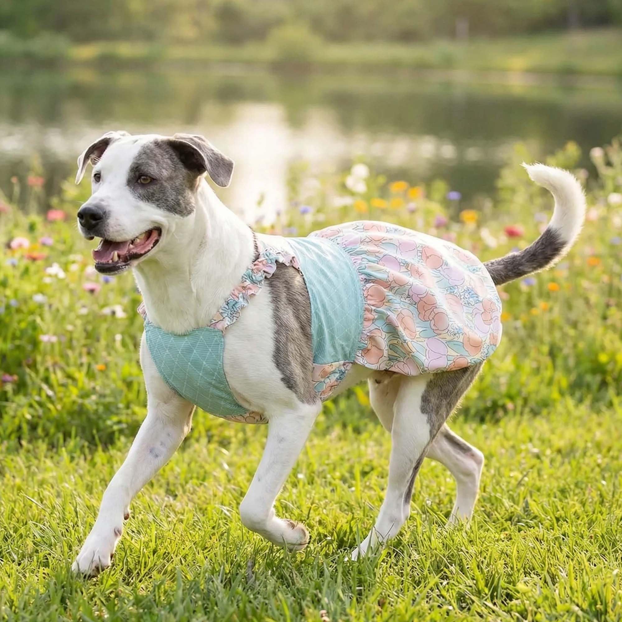 sage green dog dress Cutest Clover Dog Dress main image 0