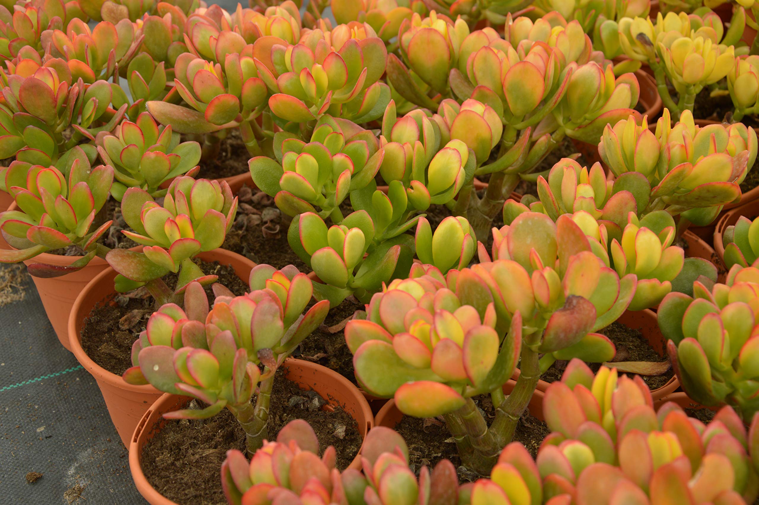 Crassula ovata, planta crasa resistente a la sequía: Amazon.es: Jardín