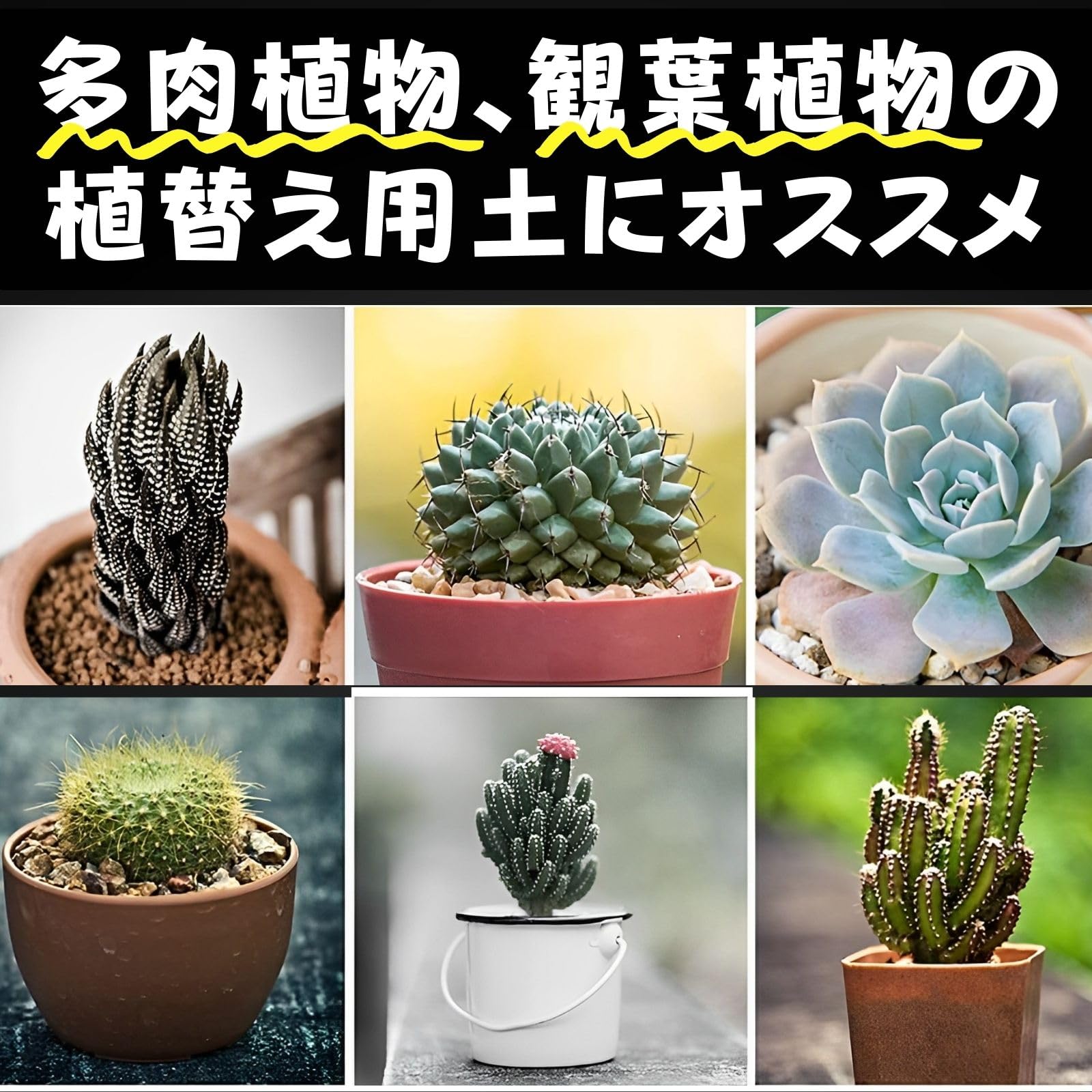 Amazon | Leap Raupe ガジュマル モンステラ 多肉植物 観葉植物 土