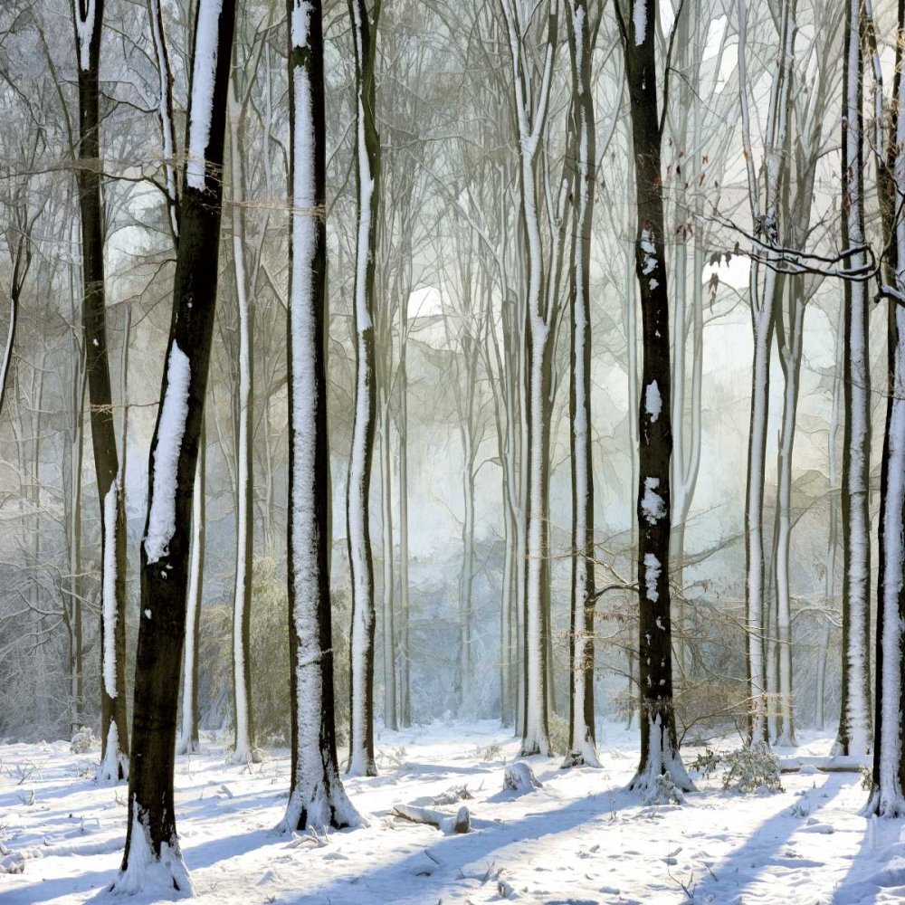 Feeling at home KUNSTDRUCK auf MATTE PAPIER 220gr Zauberwald Van de Goor Lars - Landschaft quadrat Poster Bäume Landschaft Schnee Bild auf Papier cm_68_X_68