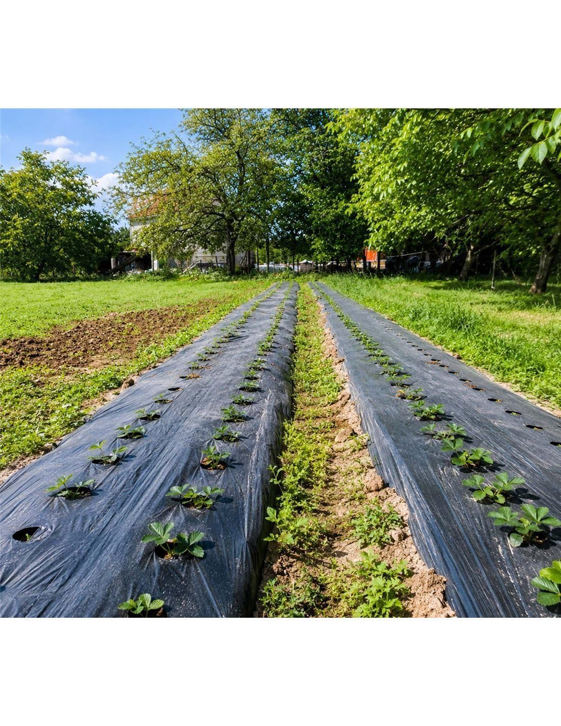 Jardin202 - Plástico para la Agricultura y Obra - Rollos de Plástico Protector Cubretodo | 400 Galgas - 4 x 50 m (200 m²) (Negro)