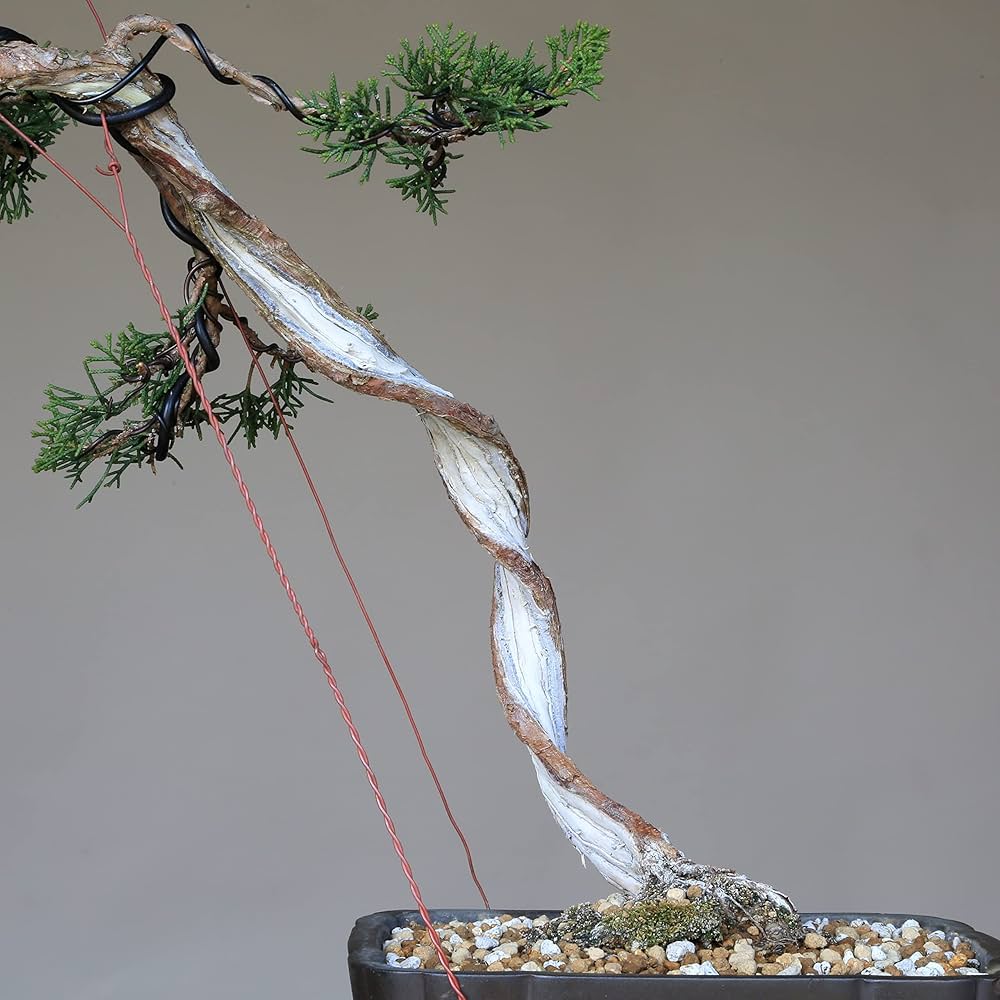 真柏　糸魚川　　板シャリの魅力 真柏盆栽 糸魚川真柏 板幹 捻転シャリ幹 小品盆栽 樹高ジンまで