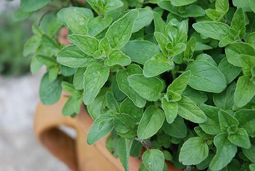 Semillas de Orégano Italiano Herb Seeds, Heirloom, 200+ Semillas, Healthy Delicious HERB
