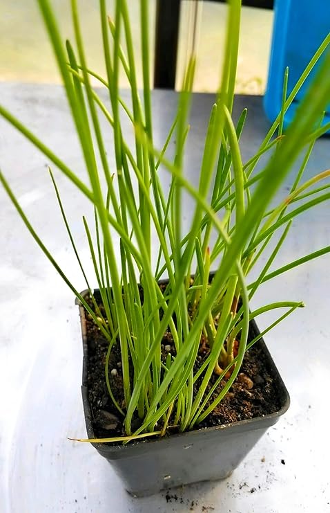 Water Chestnuts 16 Bulbs (Eleocharis dulcis), Sweet, Edible