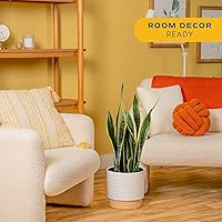 Vista 2 de Costa Farms - Planta de la serpiente viva, sansevieria de fácil cuidado, maceta de decoración moderna en tierra, regalo para inauguración