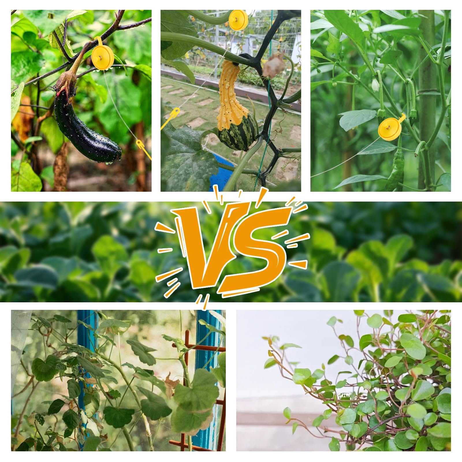BRGD 30 Stück Plant Yoyo Grow Hanger with Stopper, Verstellbare Indoor Plant Support Yoyo für Monstera, Hortensien, Tomaten, Optimales Wachstum