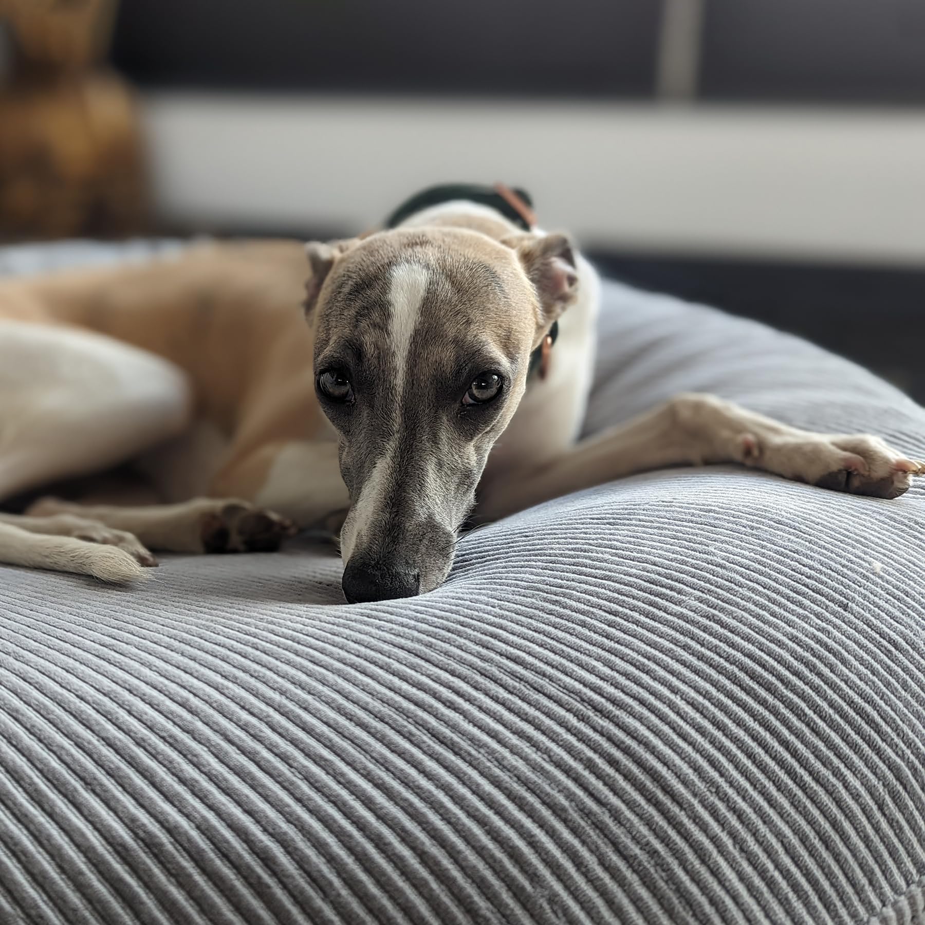 EDEL&SCHNELL Hundebett Wechselbezug in Grau, Ersatzbezug für runde Hundebetten 65 cm, Bezug aus weichem Baumwoll-Cord-Stoff