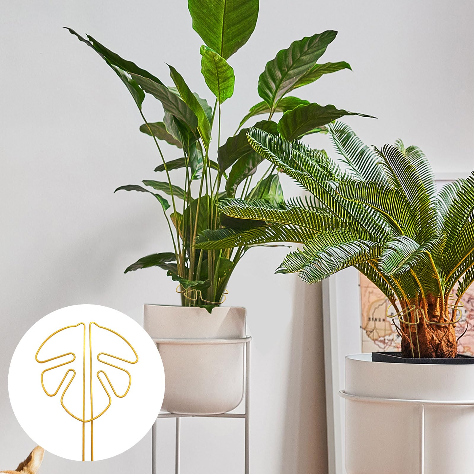 philodendron birkin variegata Philodendron Birkin Variegata Kokedama (0.25m) – IM Garden Mart