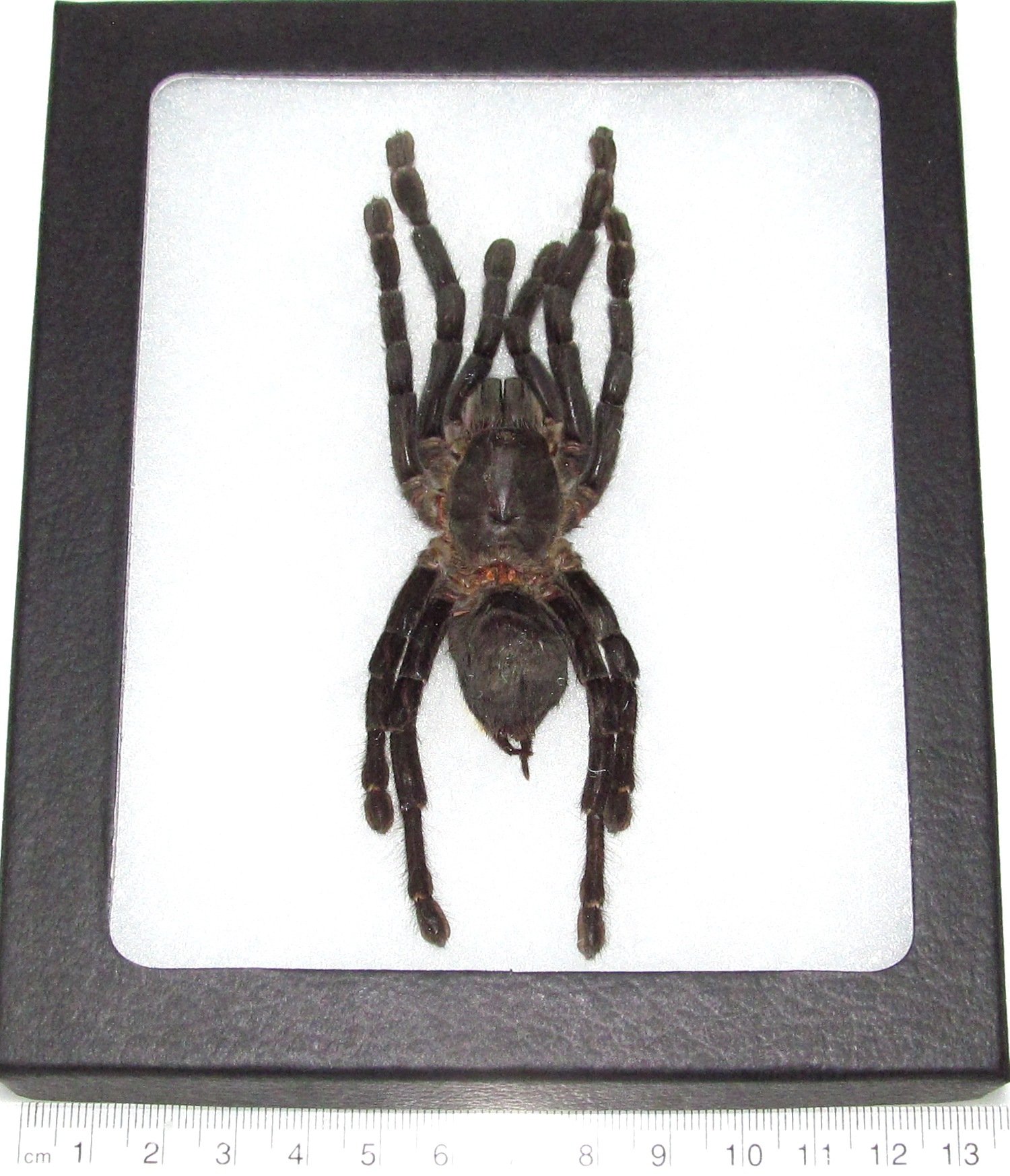 BicBugs Haplopelma minax REAL FRAMED TARANTULA SPIDER ARACHNID
