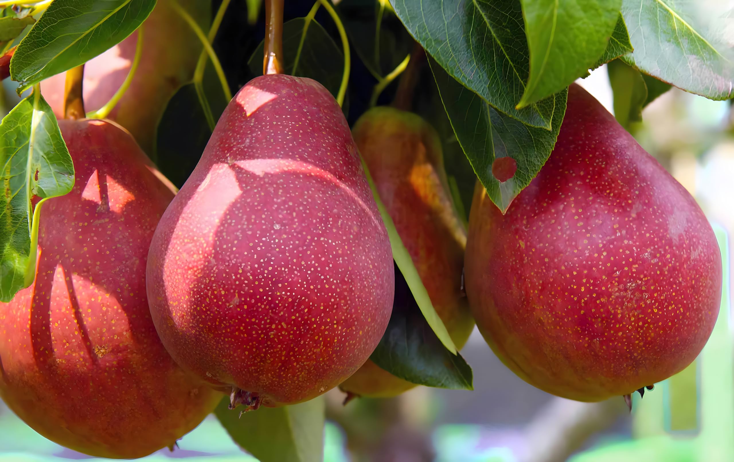 See full amazon price history chart for GreenCaart Red Bartlett Pear Fruit Naspati RED colour Original European Variety Healthy Grafted Fruit Plant (FRUIT AFTER 1 YEAR) Pack of 1 GreenCaart Red Bartlett Pear Fruit Naspati RED colour Original European Variety Healthy Grafted Fruit Plant (FRUIT AFTER 1 YEAR) Pack of 1 (B0CYY9F22D) Amazon Price History, Amazon Price Tracker