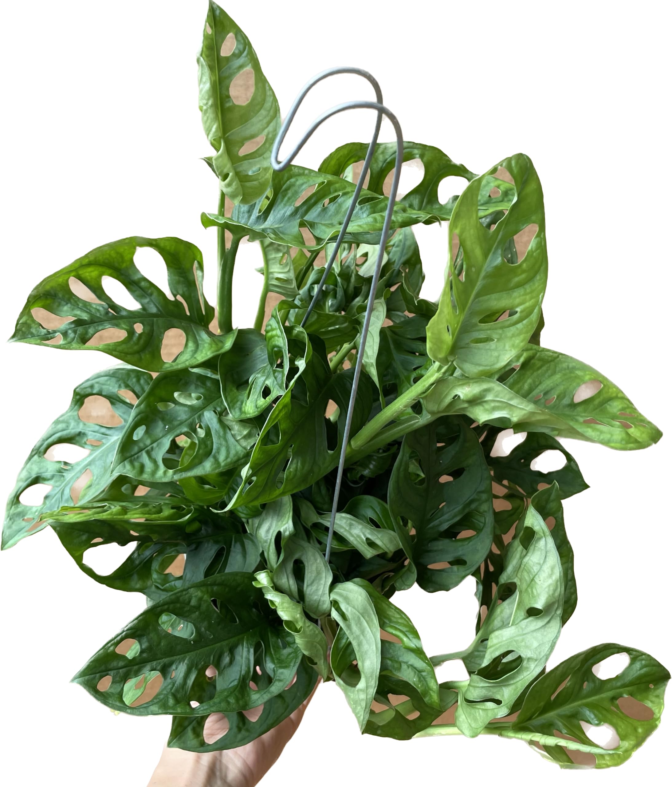 Amazon.com : Premium Monstera Adansonii in 6" Pot - Exotic Swiss Cheese  Vine - Rare Indoor Plant - Swiss Cheese Plant Live - Monstera Plant Live -  Limited Stock, Order Now (Multiple