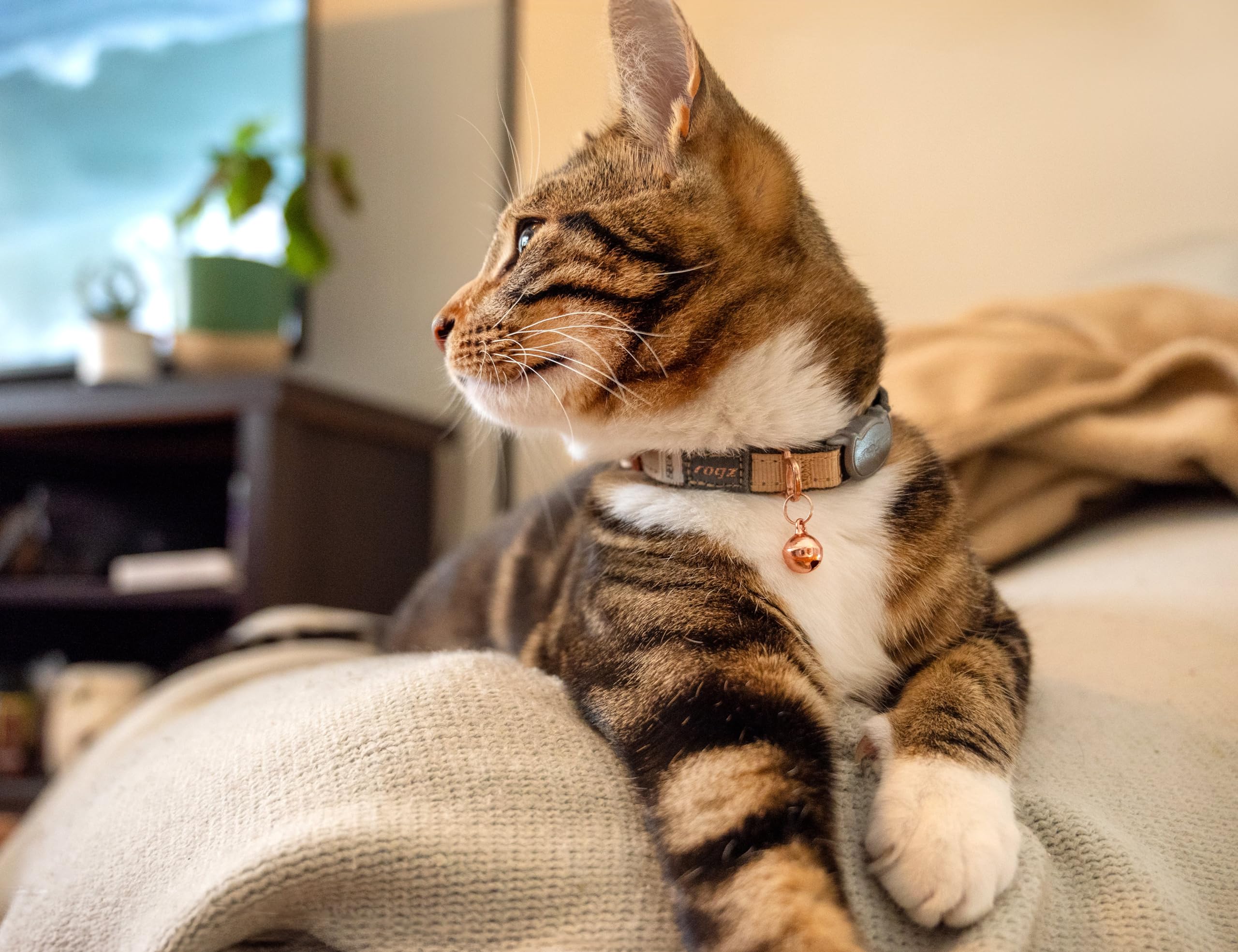 Rogz URBAN Cat Collar Gold Rush with break-away safety buckle, 20-31cm