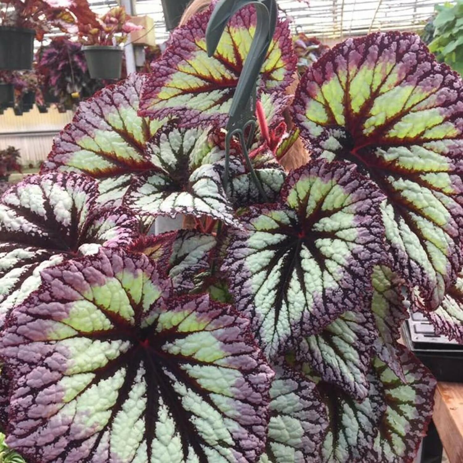 Amazon.com : SEBIOLA Coleus Seeds - Non-GMO Heirloom Seeds for Planting ...