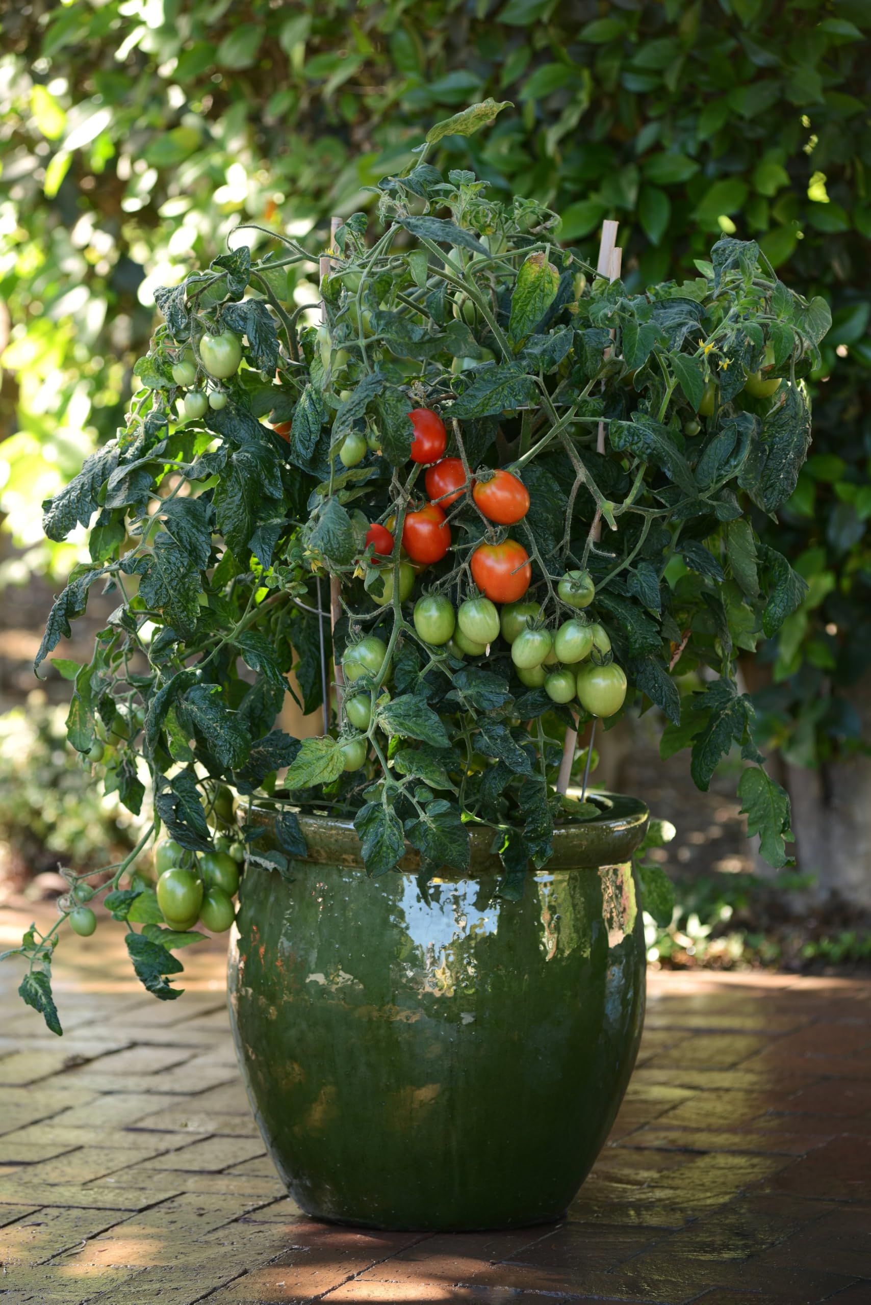 Amazon.com : Clovers Garden Little Napoli Tomato Plants  Two (2) Live  Plants  Non-GMO - Not Seeds - Each 4" to 8" Tall  in 4" Inch Pots  Roma,  Determinate : Patio, Lawn & Garden