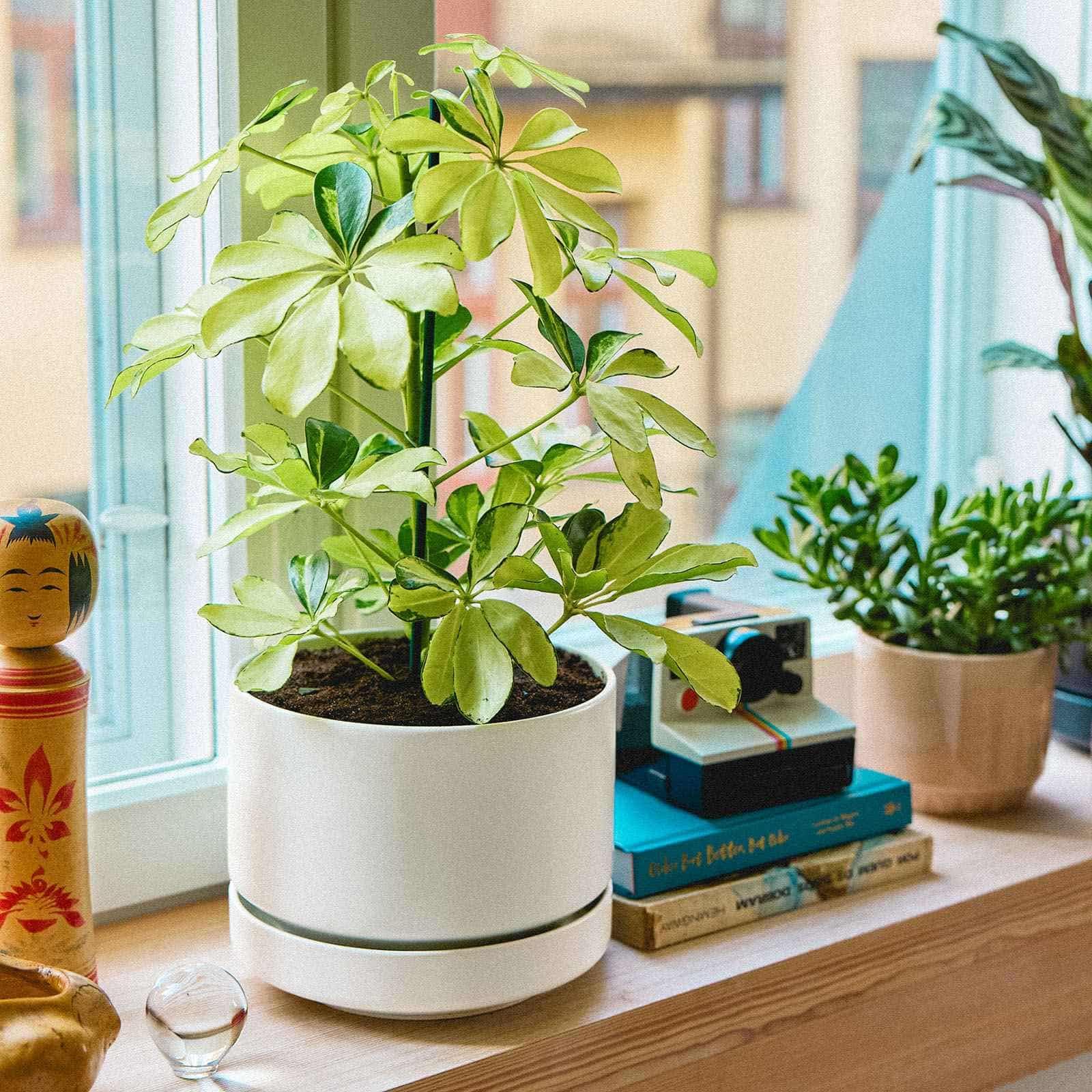 Amazon | 【正規輸入品】 アラビア SN プラントポット 植木鉢