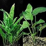 Java Fern and Anubias Aquarium Plant Bundle - Live Freshwater Plants for Aquascaping, Low Maintenance, Easy Beginner-Friendly Decor for Fish Tank