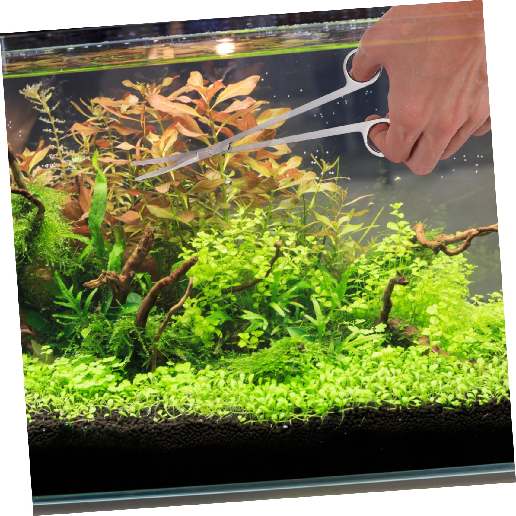 Ensemble de Ciseaux pour Plantes Aquatiques en Acier Inoxydable 1 Set | Argenté, pour Décorations et Gravier, Outils D’aquascaping en Format Compact